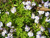 Mazus Reptans (fam. Scrophulariacees) (Himalaya) (2) (Photo F. Mrugala)